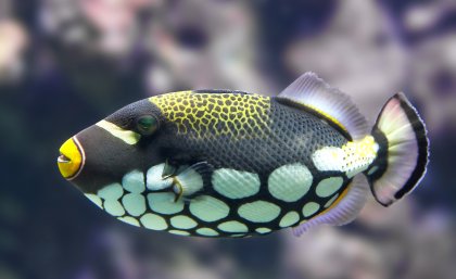 Clown trigger fish Clown trigger fish